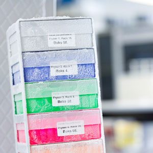 Frozen cellular samples in small colourful boxes, ENDO